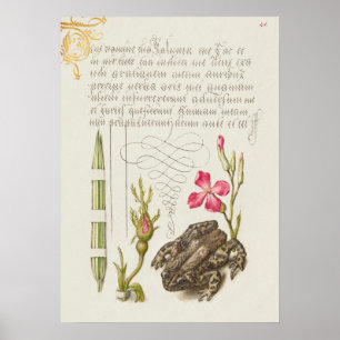 Schöne Vintage botanische Illustration Poster