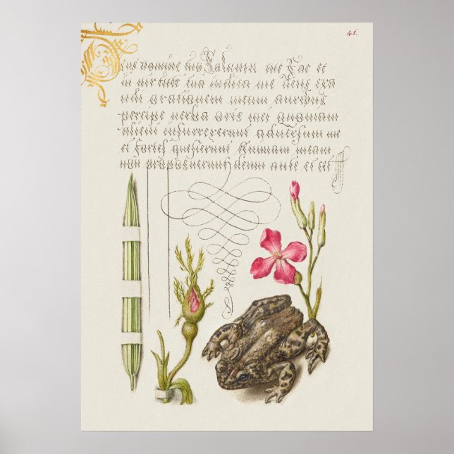 Schöne Vintage botanische Illustration Poster (Vorne)