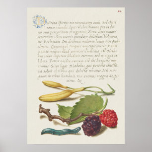 Schöne Vintage botanische Illustration Poster