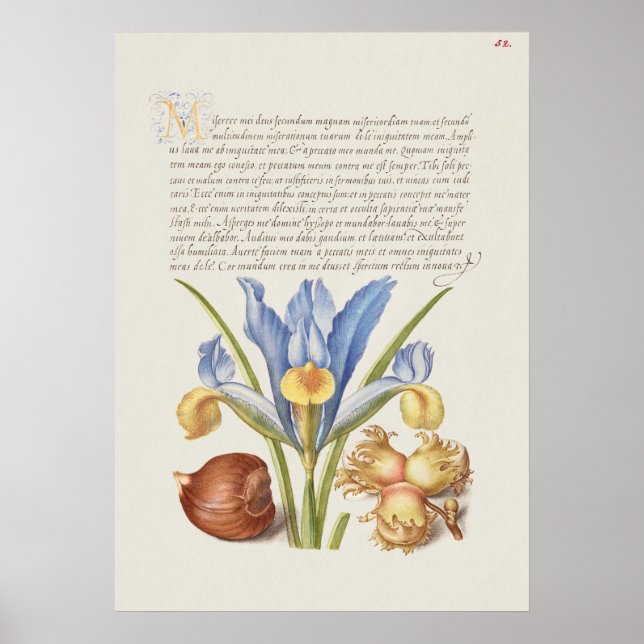 Schöne Vintage botanische Illustration Poster (Vorne)