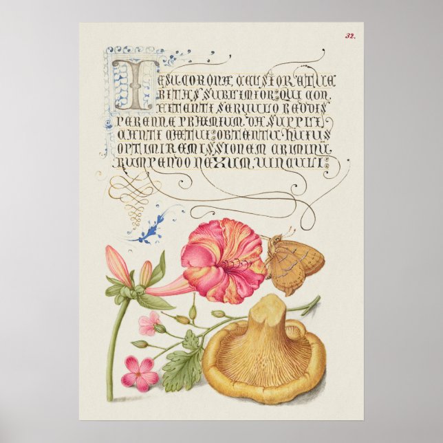 Schöne Vintage botanische Illustration Poster (Vorne)