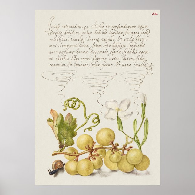 Schöne Vintage botanische Illustration Poster (Vorne)