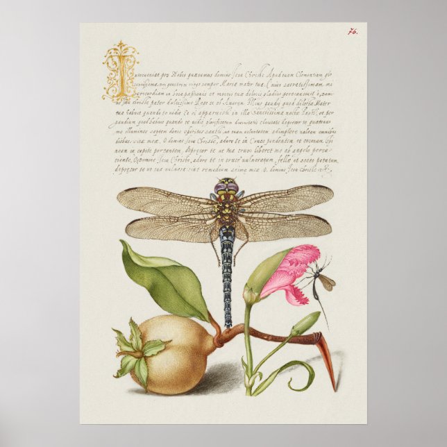 Schöne Vintage botanische Illustration Poster (Vorne)
