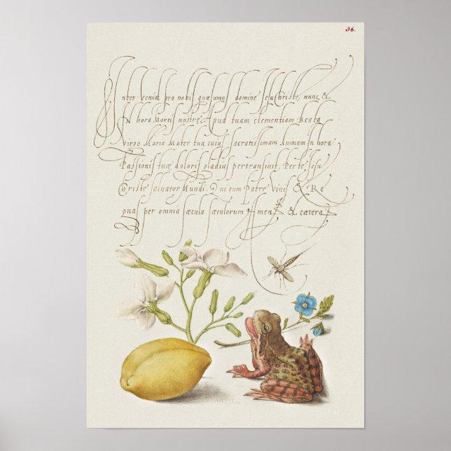 Schöne Vintage botanische Illustration Poster (Vorne)