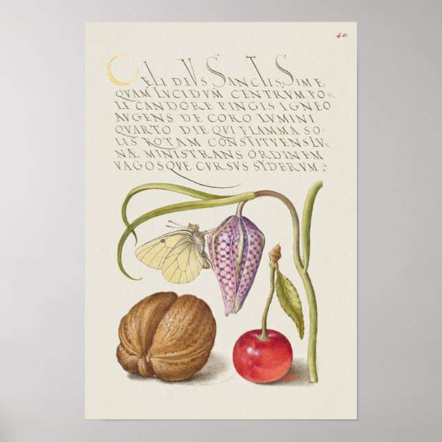 Schöne Vintage botanische Illustration Poster (Vorne)