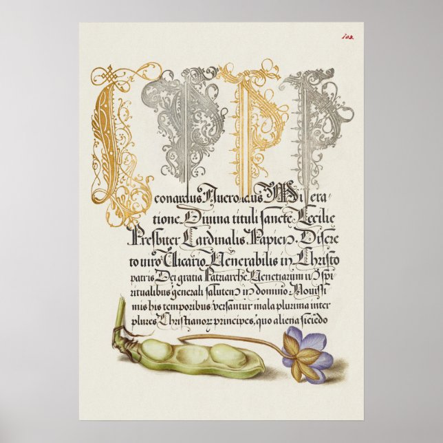 Schöne Vintage botanische Illustration Poster (Vorne)