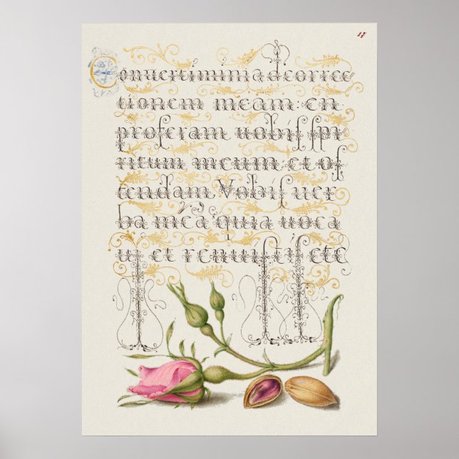Schöne Vintage botanische Illustration Poster (Vorne)