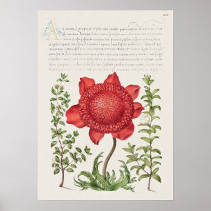 Schöne Vintage botanische Illustration Poster