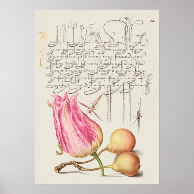 Schöne Vintage botanische Illustration Poster (Vorne)