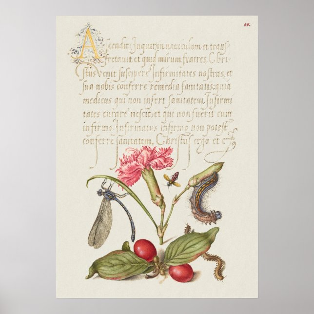 Schöne Vintage botanische Illustration Poster (Vorne)