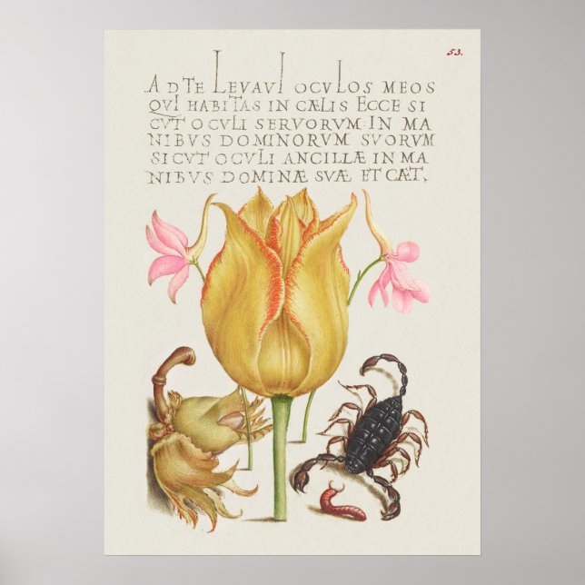 Schöne Vintage botanische Illustration Poster (Vorne)