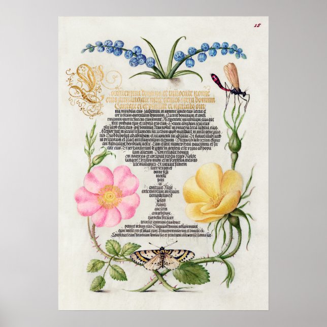 Schöne Vintage botanische Illustration Poster (Vorne)