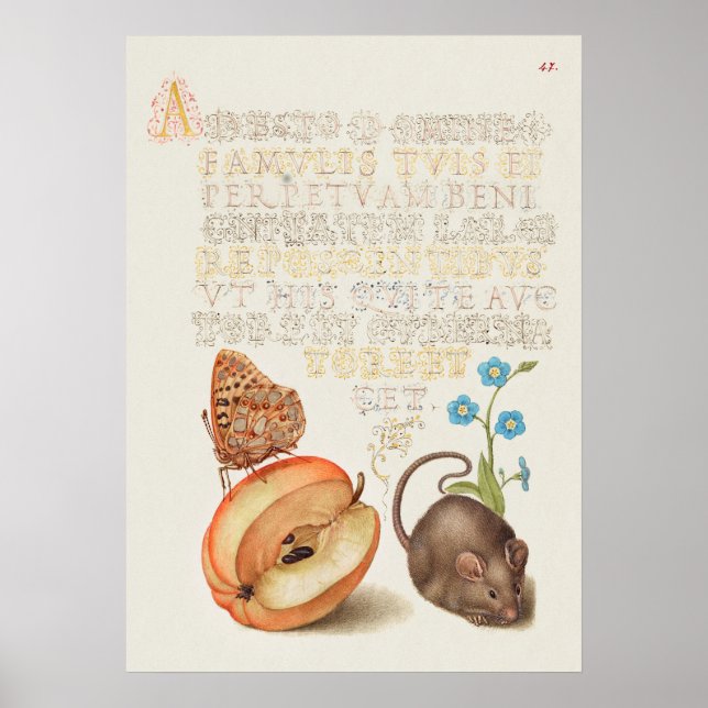 Schöne Vintage botanische Illustration Poster (Vorne)