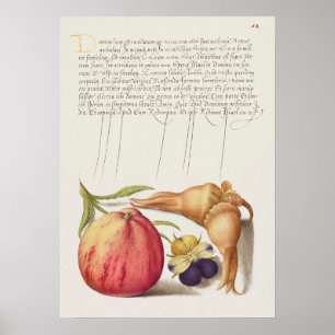 Schöne Vintage botanische Illustration Poster