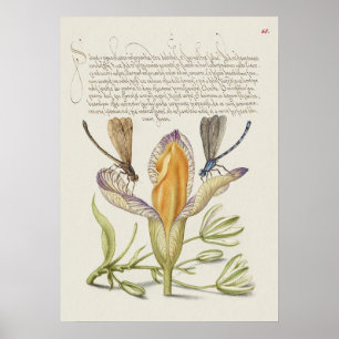 Schöne Vintage botanische Illustration Poster