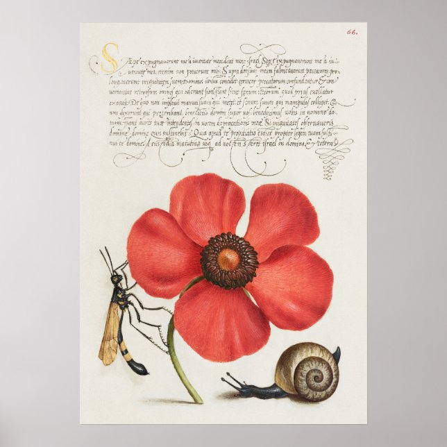 Schöne Vintage botanische Illustration Poster (Vorne)