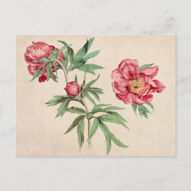 Schöne Vintage botanische Illustration Postkarte (Vorderseite)