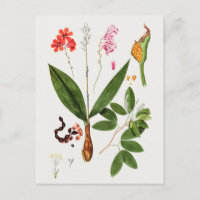 Schöne Vintage botanische Illustration