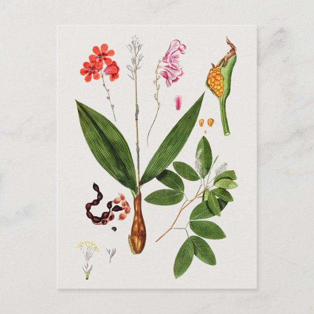 Schöne Vintage botanische Illustration Postkarte (Vorderseite)