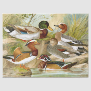 Schöne Vintage Enten am Teich Seidenpapier
