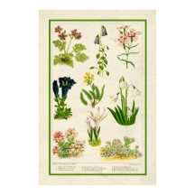 Schöne Vintage-inspirierte Farb-Botanik-Blumen