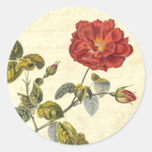 Schöne Vintage Rote Rose Antique Botanische Runder Aufkleber