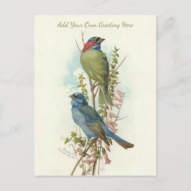 Schöne Vintage Vögel ergänzen Ihren Gruß Postkarte (Vorderseite)