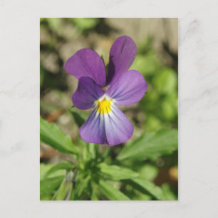 Schöne violette Blume Foto Postkarte