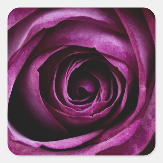 Schöne violette Rose Quadratischer Aufkleber (Vorderseite)