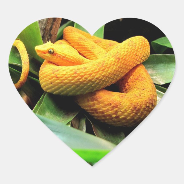 Schöne Viper Herz-Aufkleber (Vorderseite)