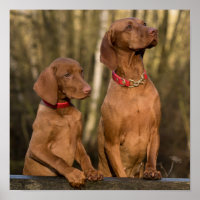 Schöne Vizsla Sporting Hunde