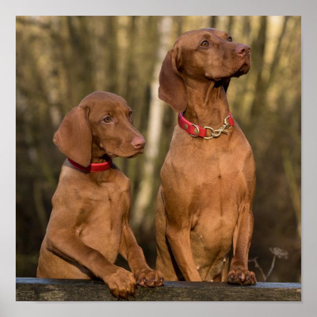 Schöne Vizsla Sporting Hunde Poster (Vorne)