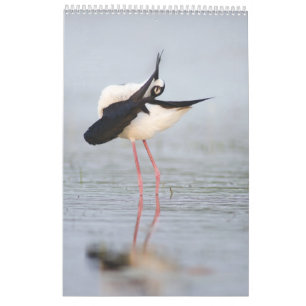 Schöne Vögel 2023 Mauerkalender Kalender