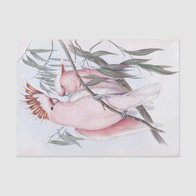 Schöne Vögel Kakadu hellrosa Cacatua Seidenpapier (Vorderseite)