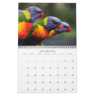 Schöne Vögel Kalender