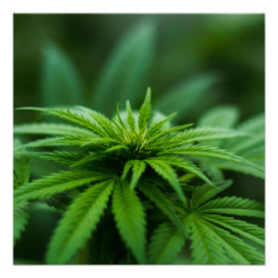 Schöne Weed Poster