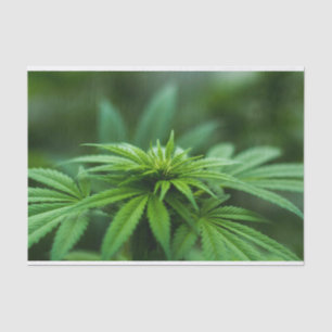 Schöne Weed Seidenpapier