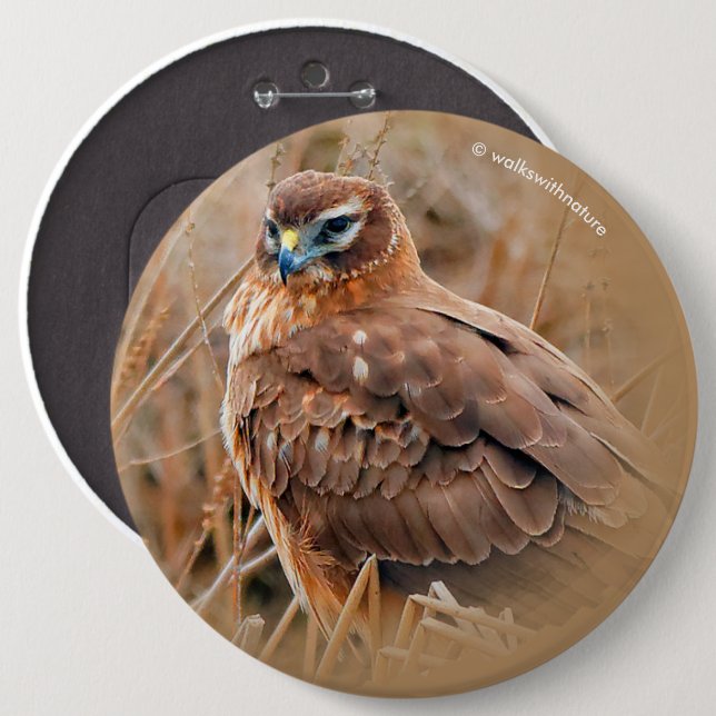 Schöne Weibliche Northern Harrier im Marsch Button (Vorne & Hinten)