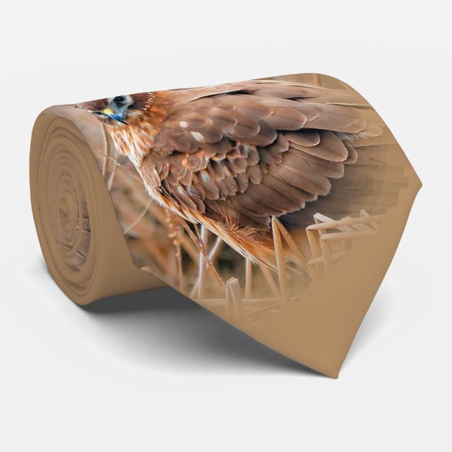 Schöne Weibliche Northern Harrier im Marsch Krawatte (Gerollt)