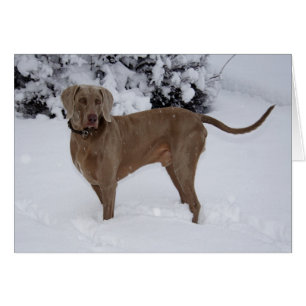 Schöne Weimaraner im Schnee