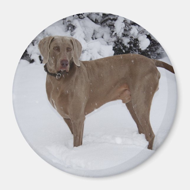 Schöne Weimaraner im Schnee Magnet (Vorne)