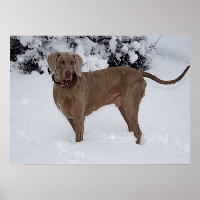 Schöne Weimaraner im Schnee Poster (Vorne)