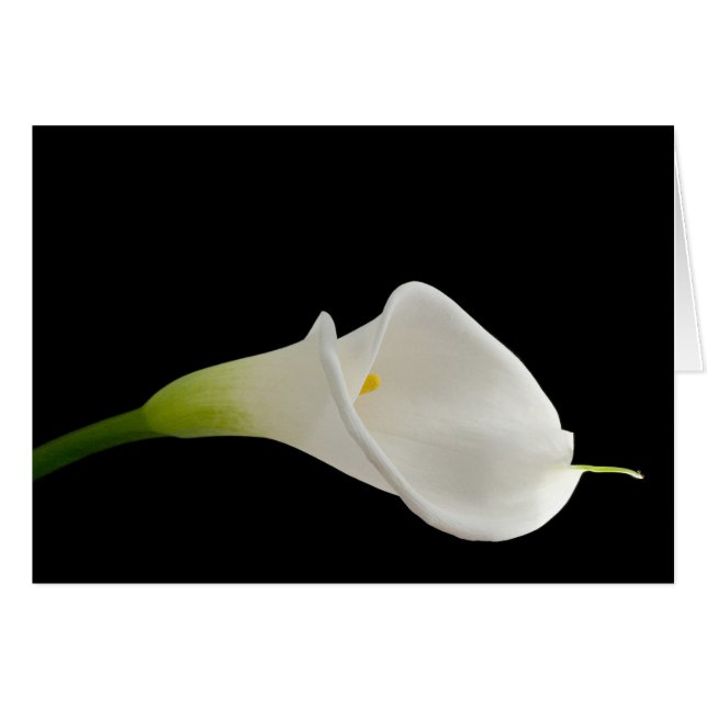 Schöne weiße Calla (Vorderseite (Horizontal))