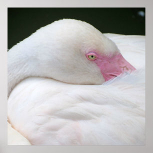Schöne weiße Flamingo Poster