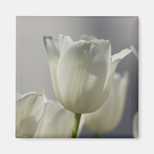 Schöne weiße Frühlings-Tulpen Magnet