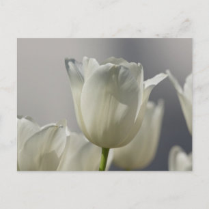 Schöne weiße Frühlings-Tulpen Postkarte