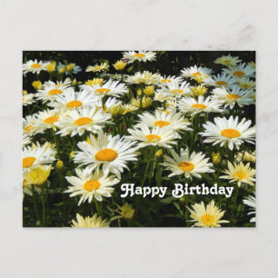 Schöne weiße Gänseblümchen Garten Blumen Foto Gebu Postkarte