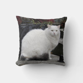 Schöne weiße Katze auf einem Grab Kissen