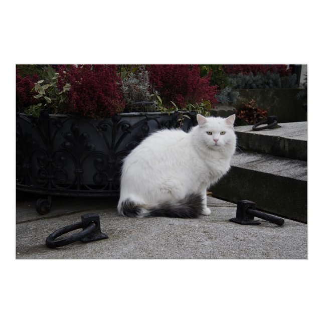 Schöne weiße Katze auf einem Grab Poster (Vorderseite)