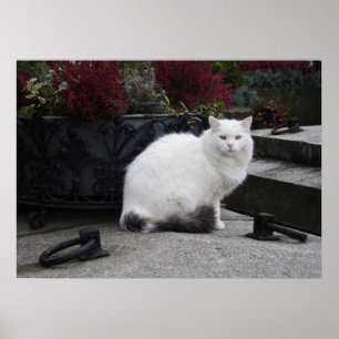 Schöne weiße Katze auf einem Grab Poster
